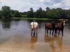 Horse Boarding